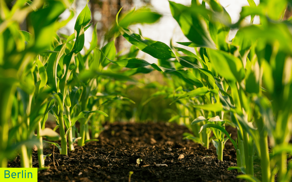 Socius Laboratory 11-2024