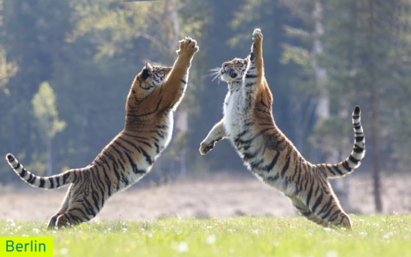 Transforming conflicts - living creative power